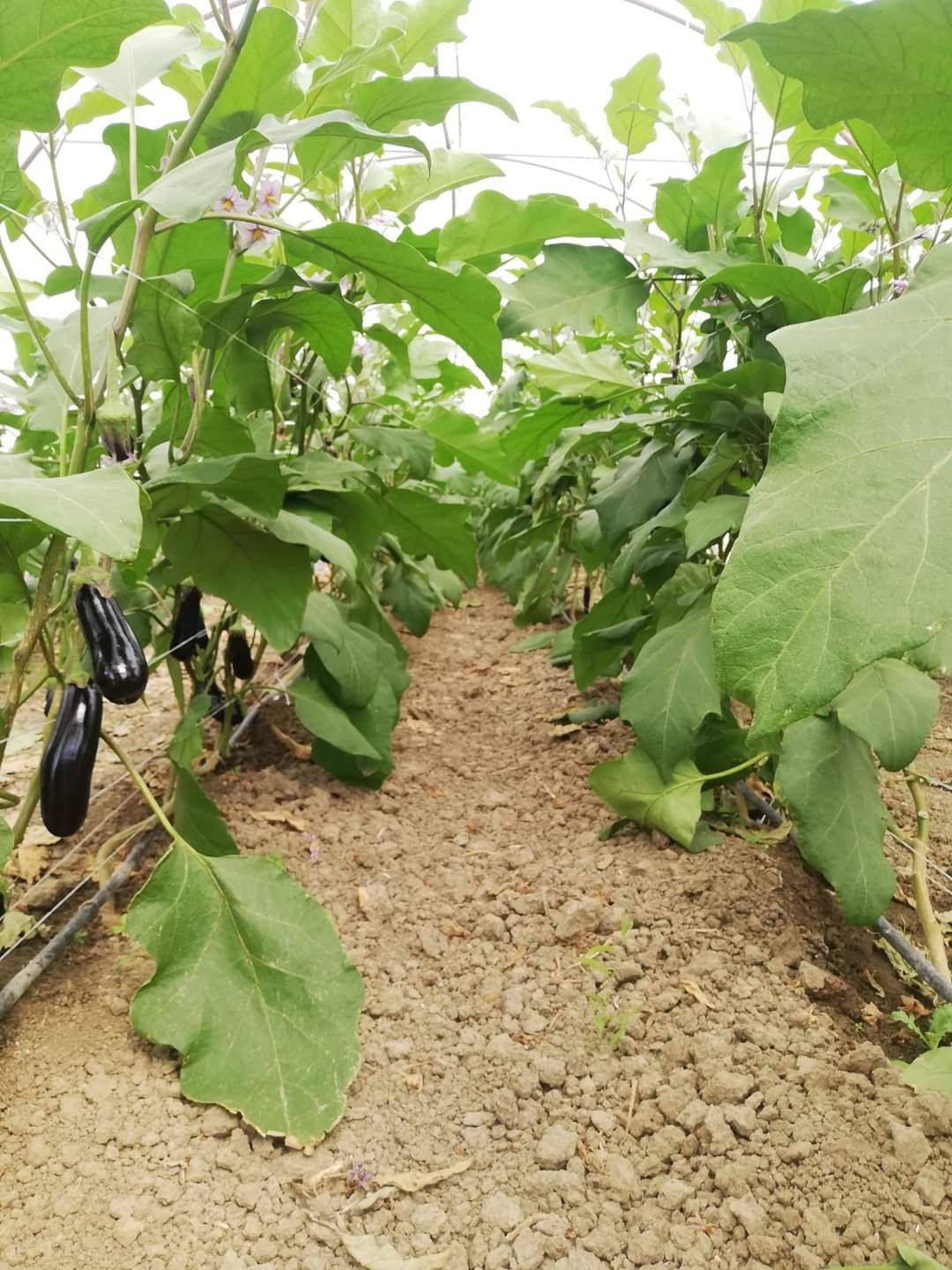 Fresh Organic Mustard Leaf 
