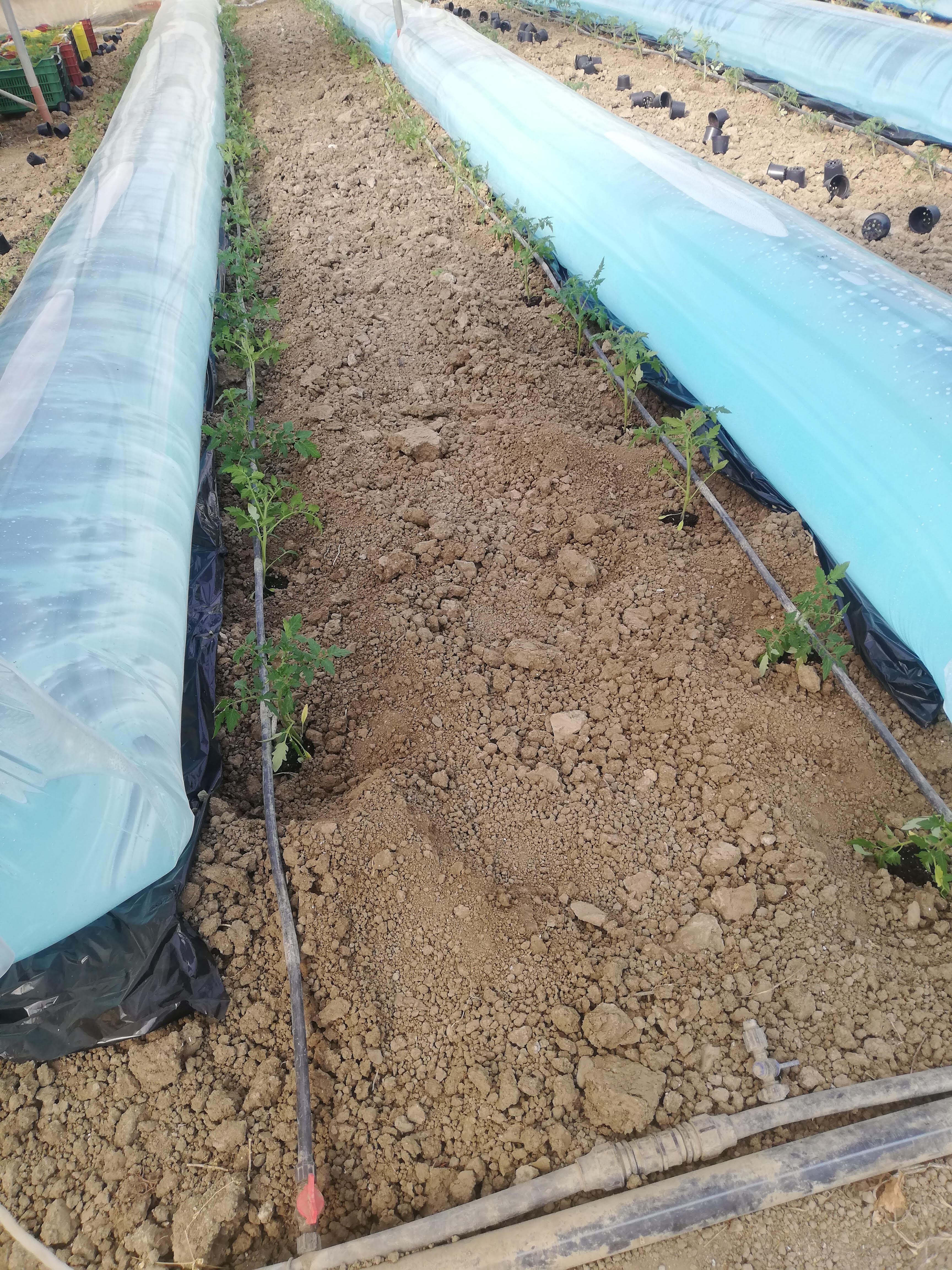 Fresh Organic Mustard Leaf 