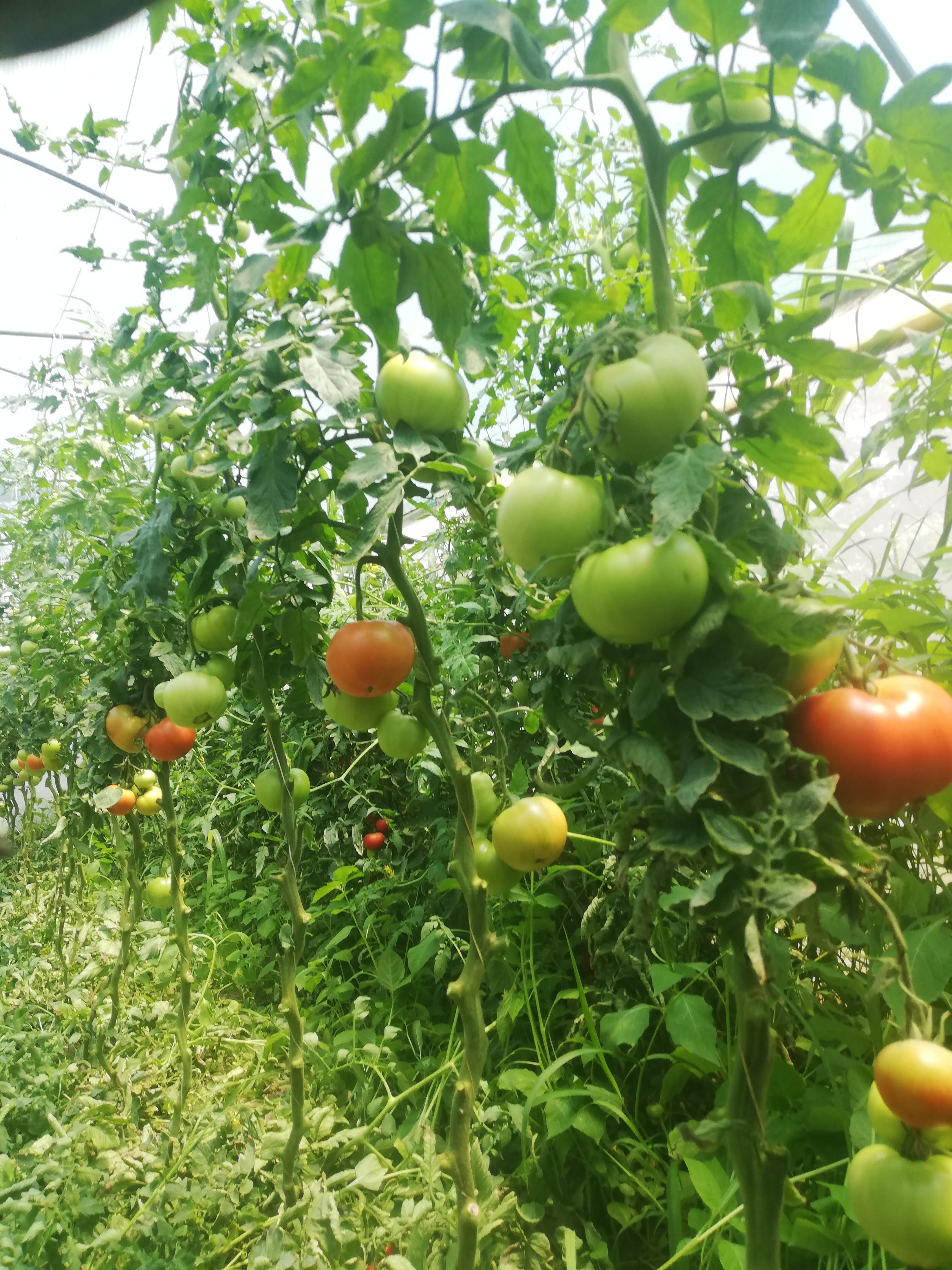 Fresh Organic Mustard Leaf 